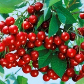 Вишня степная Уральская Рубиновая (ПАК8) корнесобственная