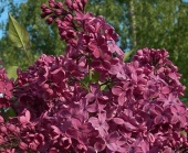 Сирень День Победы (С1)