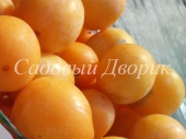 Слива китайская Катунская (черенок)