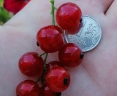 Смородина красная Ред Лейк (С3)