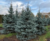Ель Колючая Глаука (С2)