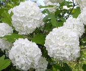 Калина Бульданеж (С7,5)