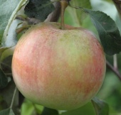 Яблоня Бельфлер башкирский (черенок)