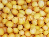 Слива китайская Лимонная (черенок)