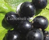Смородина черная Лучия (С3)
