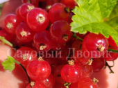 Смородина красная Минисота (С1)