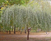 Ива Серебристая (СС3)