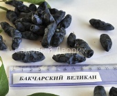 Жимолость Бакчарский Великан (С3)