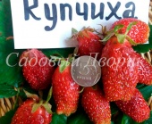 Земляника садовая Купчиха (Р7)