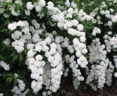 Спирея Вангутта (С3)