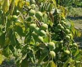 Орех грецкий Скороплодный Левина (ПАК8)