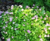 Спирея японская Green Carpet (C3)