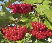 Калина Красная гроздь (С3)
