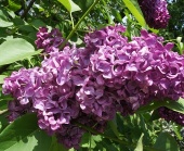 Сирень Леди Линдсей (С3)