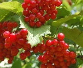 Калина Жолобовская (С3)