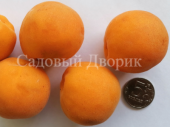 Абрикос Триумф Севера (черенок)