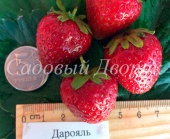 Земляника садовая Дарояль (Р7)