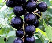 Смородина черная Кудмиг (С3)