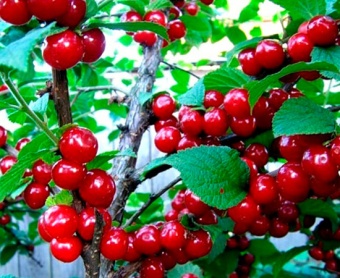 Вишня войлочная Огонек (ПАК3)