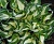 Хоста Вирлвинд (С1)
