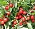 Вишня Войлочная (ПАК3)