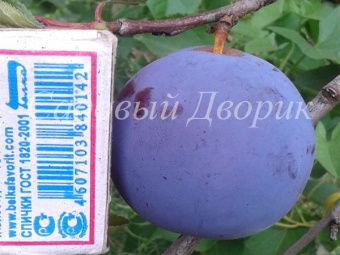 Слива домашняя Стартовая (черенок)