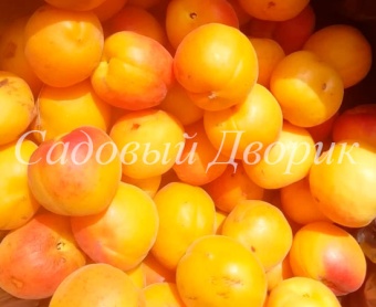 Абрикос Гордость Тюмени (ПАК3)