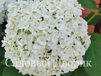 Гортензия древовидная Стронг Анабель (Р9)