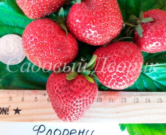 Земляника садовая Флоренс (Р8)
